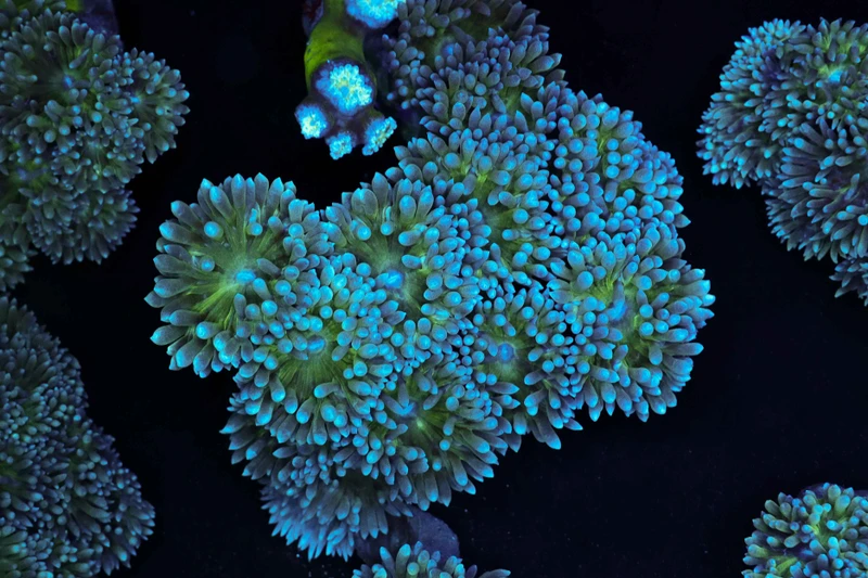 Duncan Colony WYSIWYG - SAQ Coral Farm