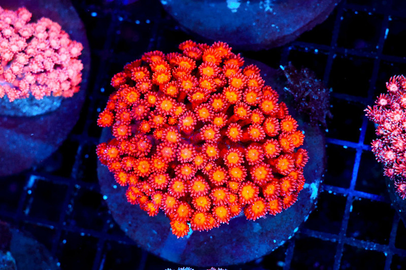 ULTRA Red Goniopora Colony WYSIWYG - SAQ Coral Farm