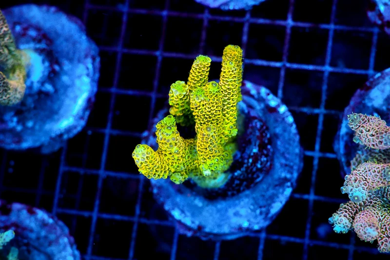 Yellow Acro WYSIWYG - SAQ Coral Farm