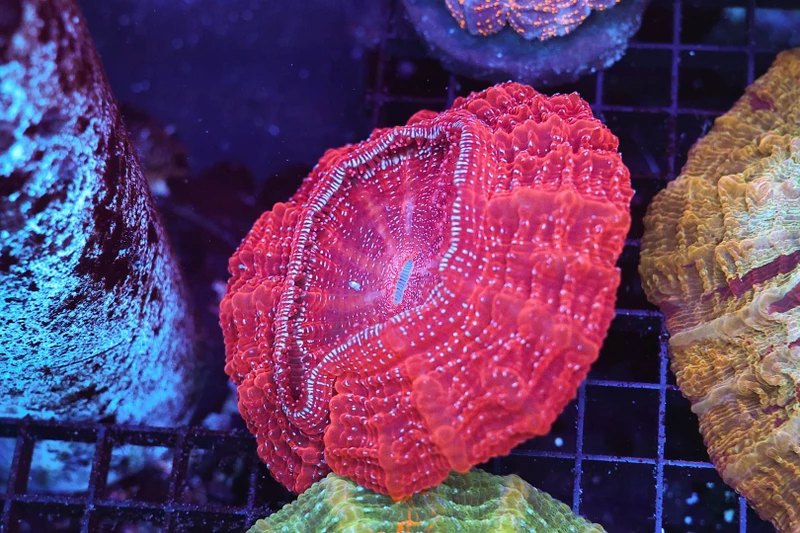 Pink Acanthophyllia WYSIWYG - SAQ Coral Farm
