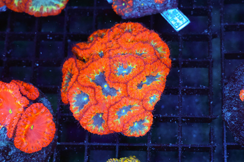 Highlighted Blasto Coral Colony WYSIWYG - SAQ Coral Farm
