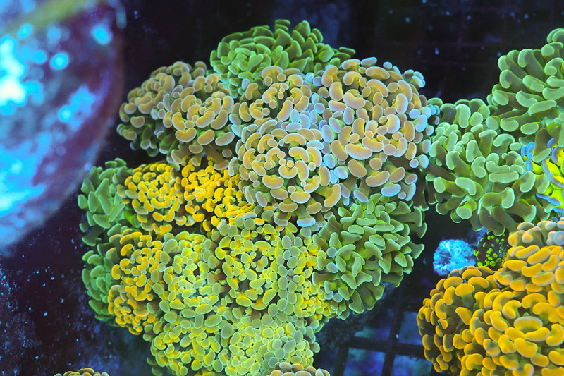 Hammer Garden Coral Colony WYSIWYG - SAQ Coral Farm