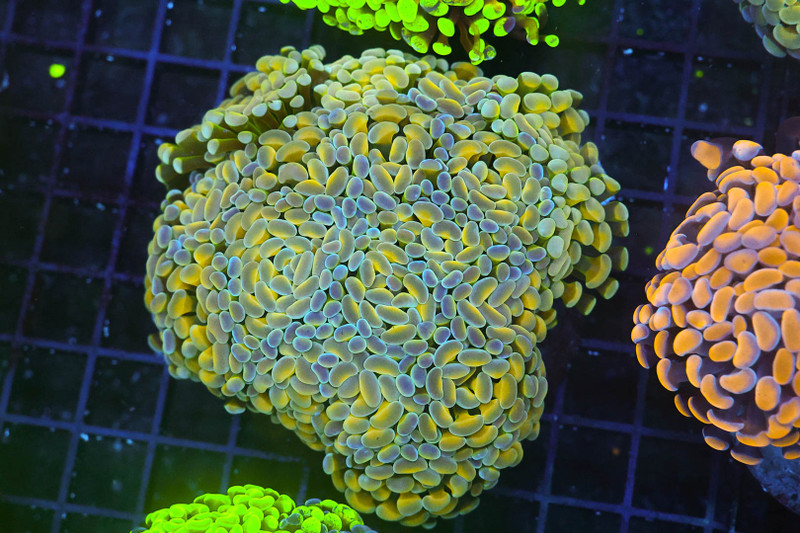 LG Hammer Coral Colony WYSIWYG - SAQ Coral Farm