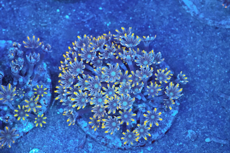 Clove Coral Colony WYSIWYG - SAQ Coral Farm