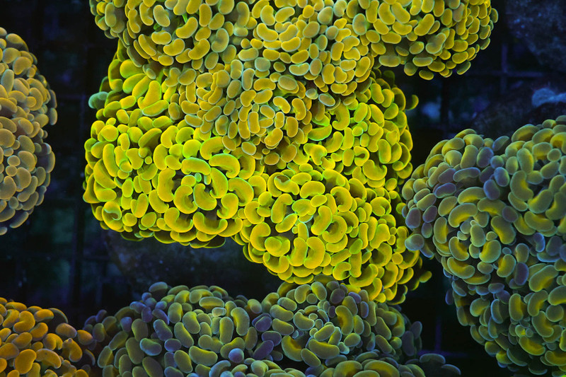 Radiant Gold Hammer Coral Colony WYSIWYG - SAQ Coral Farm