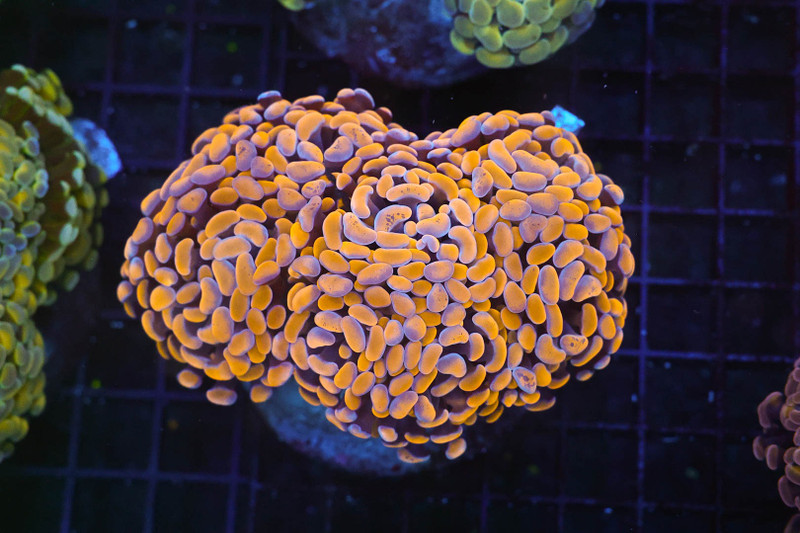Orange Hammer Coral Colony WYSIWYG - SAQ Coral Farm
