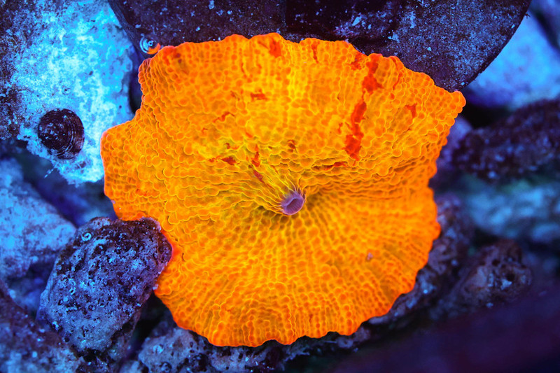 Magma Jawbreaker Discosoma Mushroom Coral WYSIWYG - SAQ Coral Farm
