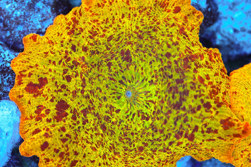 Jawbreaker Discosoma Mushroom Coral WYSIWYG - SAQ Coral Farm