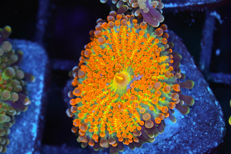 Bounce Yuma Mushroom Coral WYSIWYG - SAQ Coral Farm