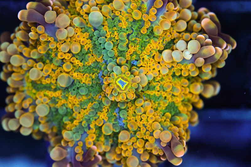 Bounce Yuma Mushroom Coral WYSIWYG - SAQ Coral Farm