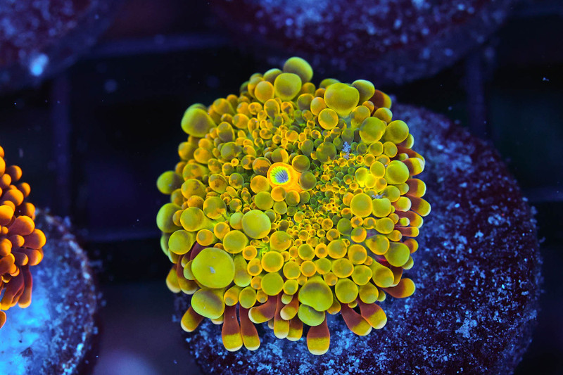 Bounce Yuma Mushroom Coral WYSIWYG - SAQ Coral Farm