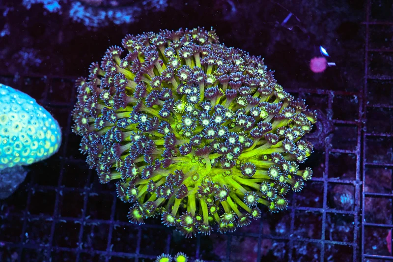 Lime Green Goniopora Coral Colony WYSIWYG - SAQ Coral Farm