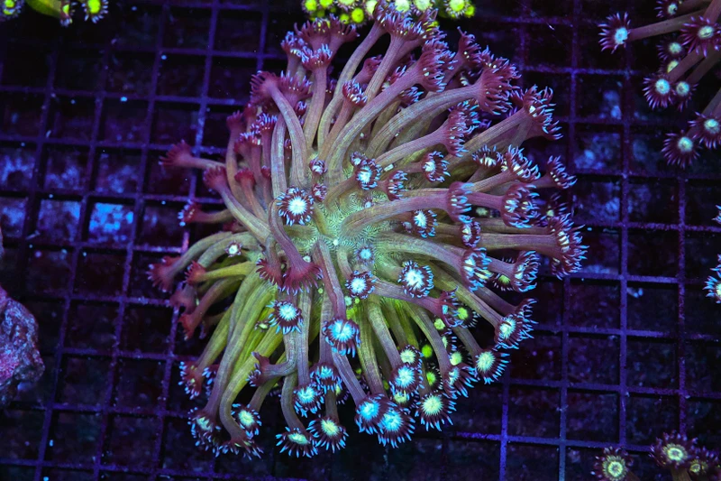 Lime Green Goniopora Coral Colony WYSIWYG - SAQ Coral Farm