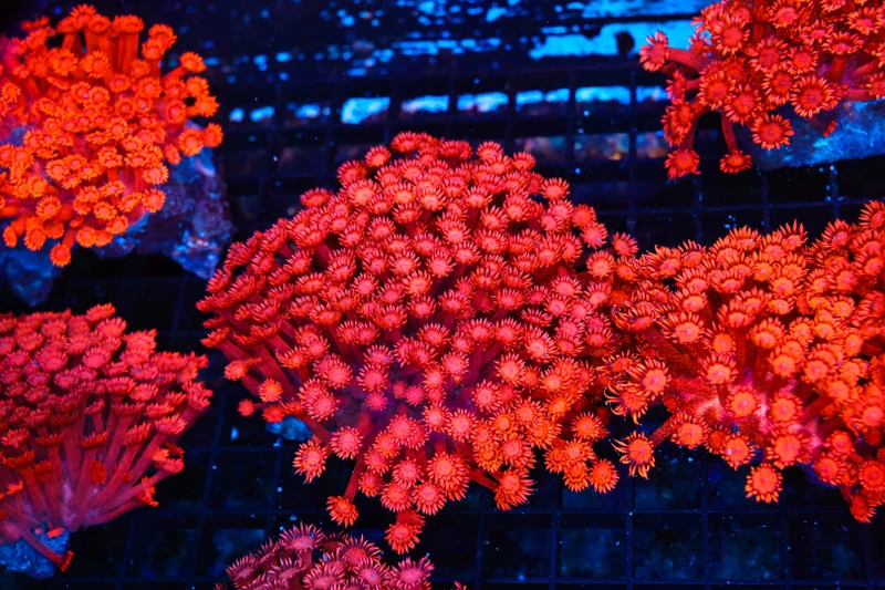 Fire Goniopora Coral Colony WYSIWYG - SAQ Coral Farm