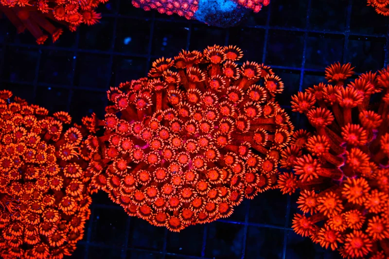Ultra Fire Goniopora Coral Colony WYSIWYG - SAQ Coral Farm