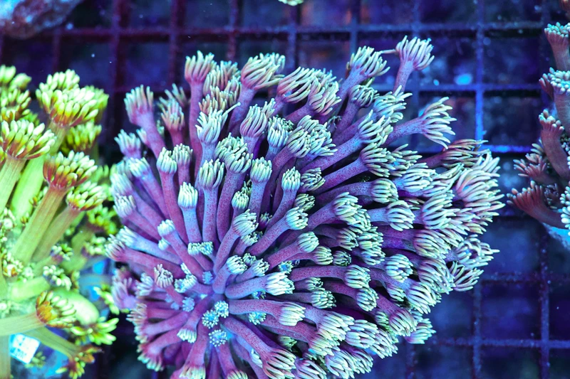 Teal Blue Goniopora Coral Colony WYSIWYG - SAQ Coral Farm