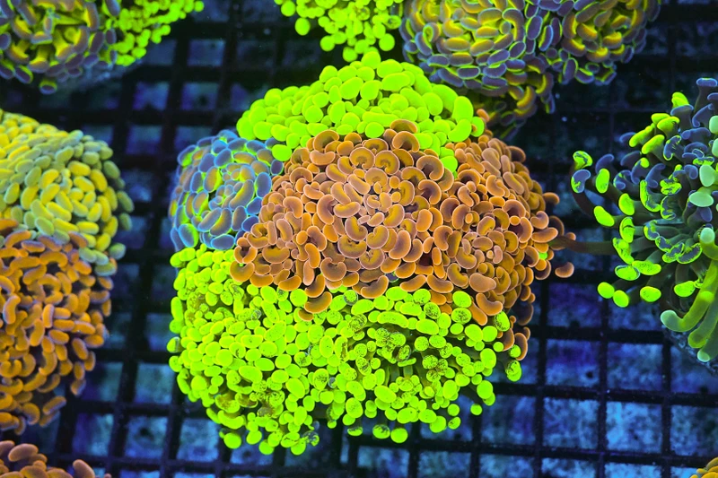 Hammer Garden Colony WYSIWYG - SAQ Coral Farm