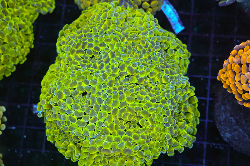 Crocodile Frammer Colony WYSIWYG - SAQ Coral Farm