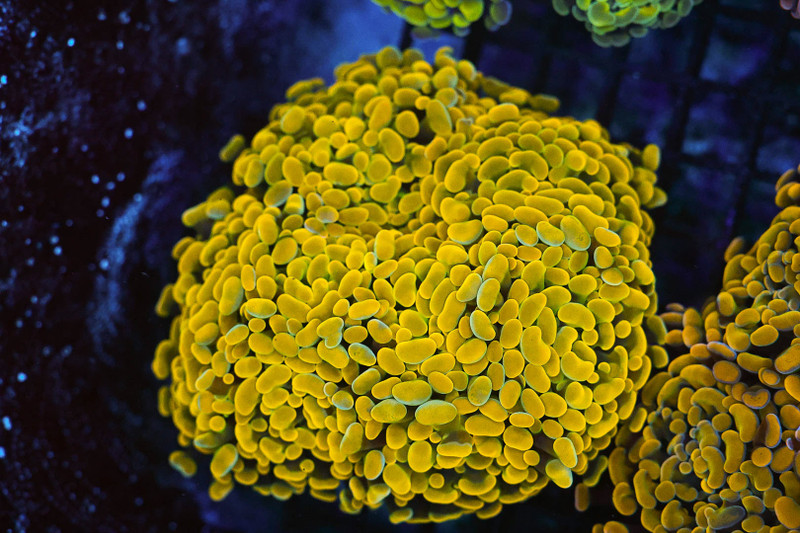 Gold Hammer Colony WYSIWYG - SAQ Coral Farm