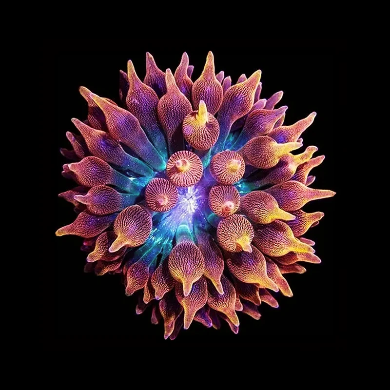 Aquacultured Acid Wash Rose Bubbletip Anemone (Entacmaea quadricolor) - ORA