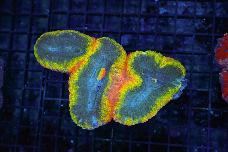 Rainbow Symphyllia WYSIWYG - SAQ Coral Farm