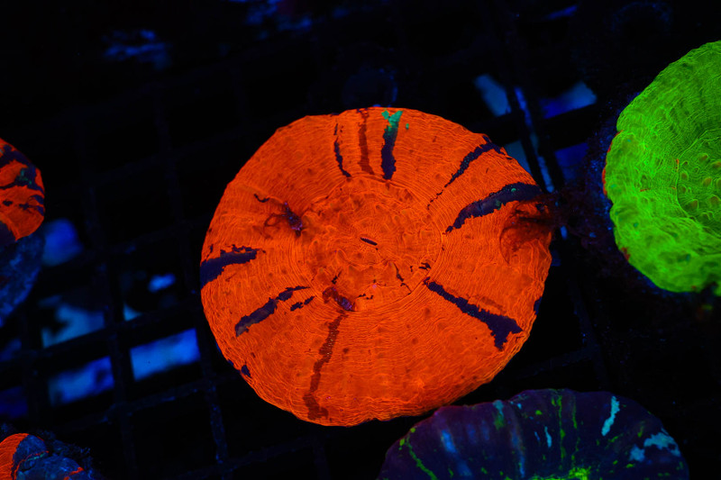 ULTRA Darth Maul Scolymia WYSIWYG - SAQ Coral Farm