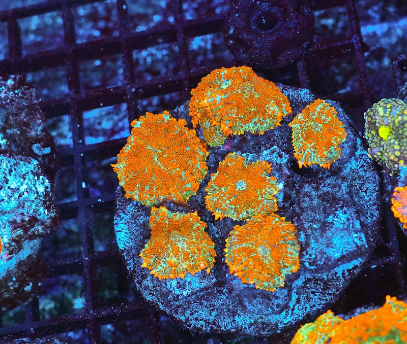 Rhodactis Mushroom Coral Colony WYSIWYG - SAQ Coral Farm