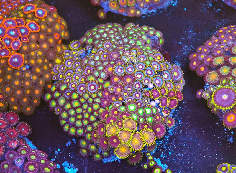 Multi-Zoa Combo Coral Colony WYSIWYG - SAQ Coral Farm