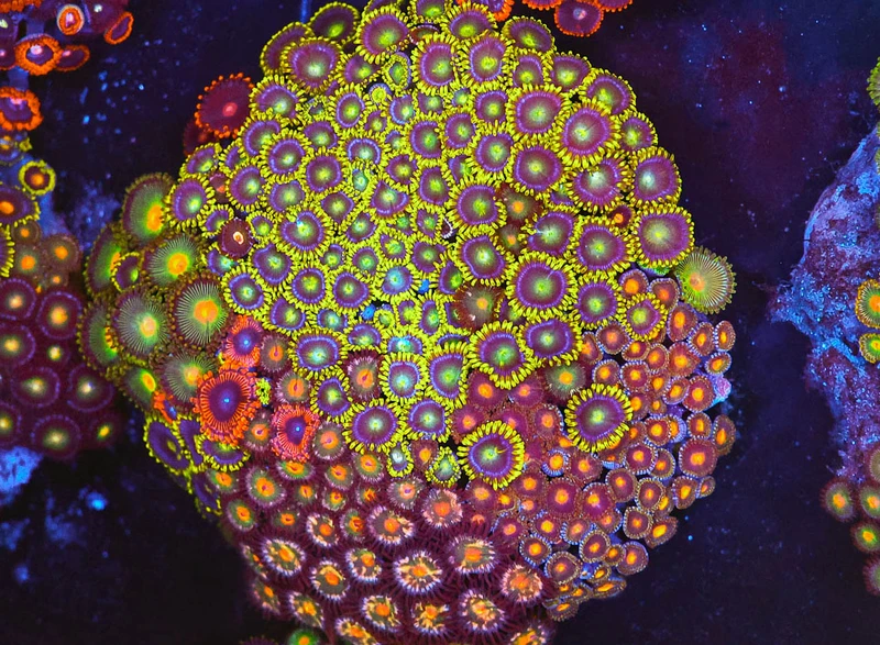 Multi-Zoa Combo Coral Colony WYSIWYG - SAQ Coral Farm