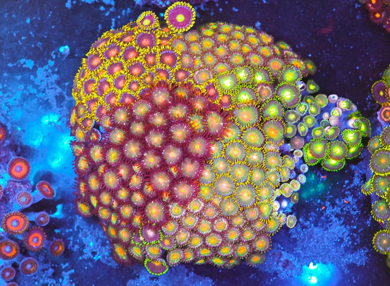 Multi-Zoa Combo Coral Colony WYSIWYG - SAQ Coral Farm