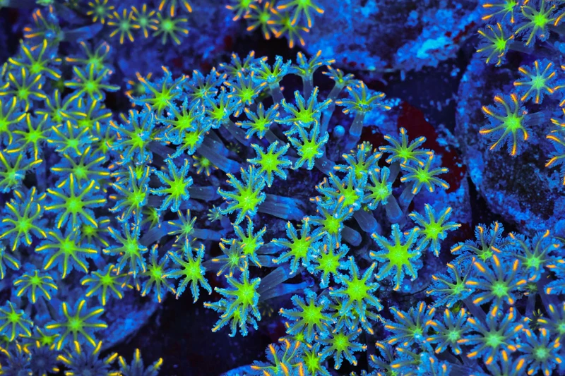 Clove Coral Colony WYSIWYG - SAQ Coral Farm