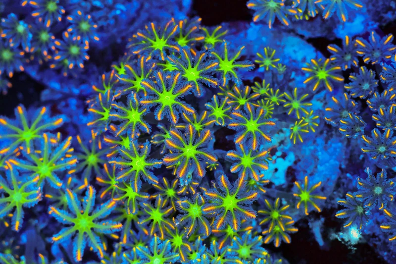 Clove Coral Colony WYSIWYG - SAQ Coral Farm