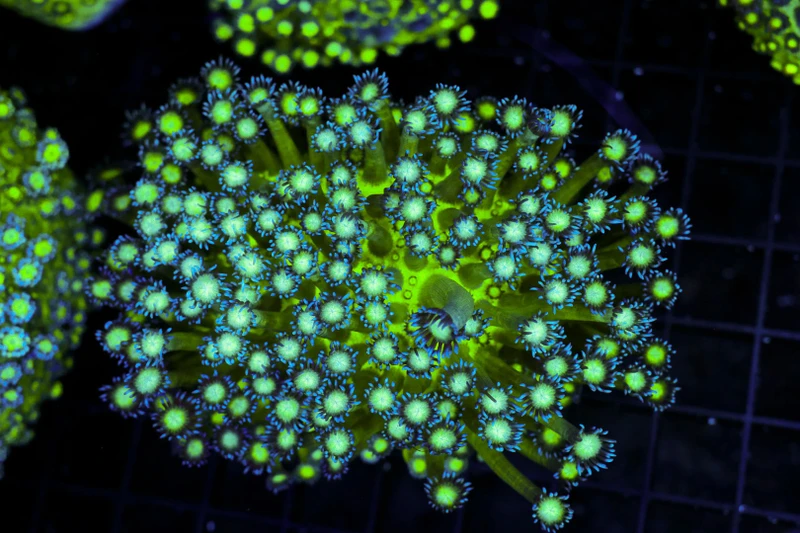 Neon Green Goniopora Coral Colony WYSIWYG - SAQ Coral Farm