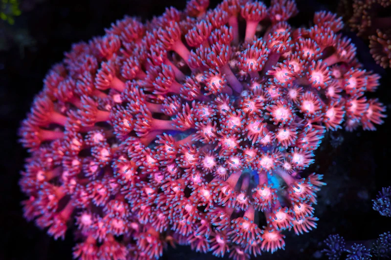 Pink Goniopora Coral Colony WYSIWYG - SAQ Coral Farm