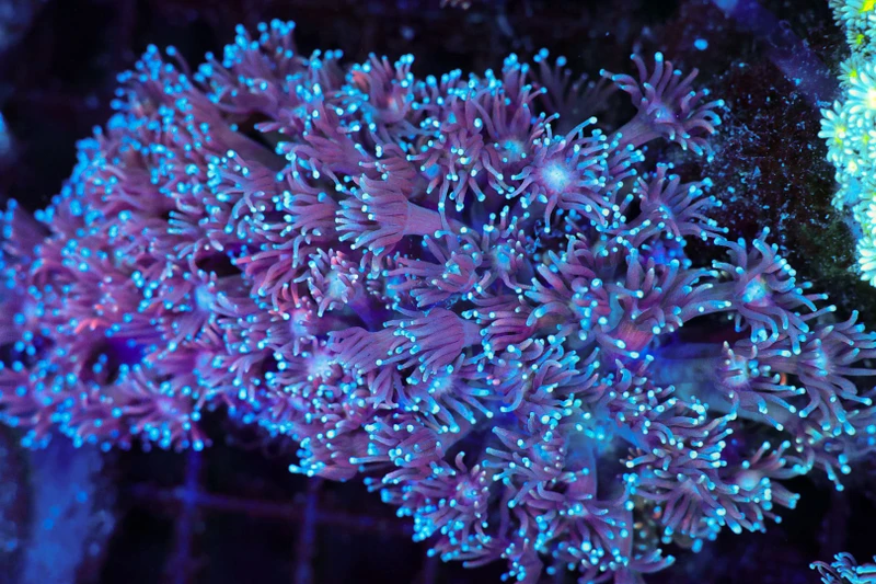 Blue And Purple Goniopora Coral Colony WYSIWYG - SAQ Coral Farm