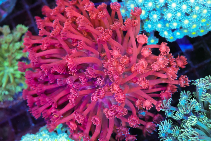 Ultra Pink Goniopora Coral Colony WYSIWYG - SAQ Coral Farm