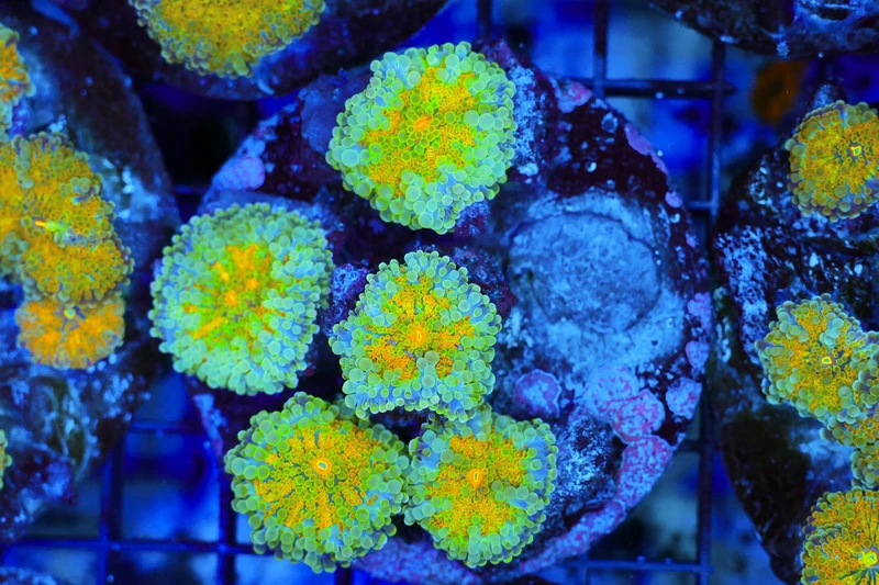 Hyper Ricordea Mushroom Rock Colony WYSIWYG - SAQ Coral Farm