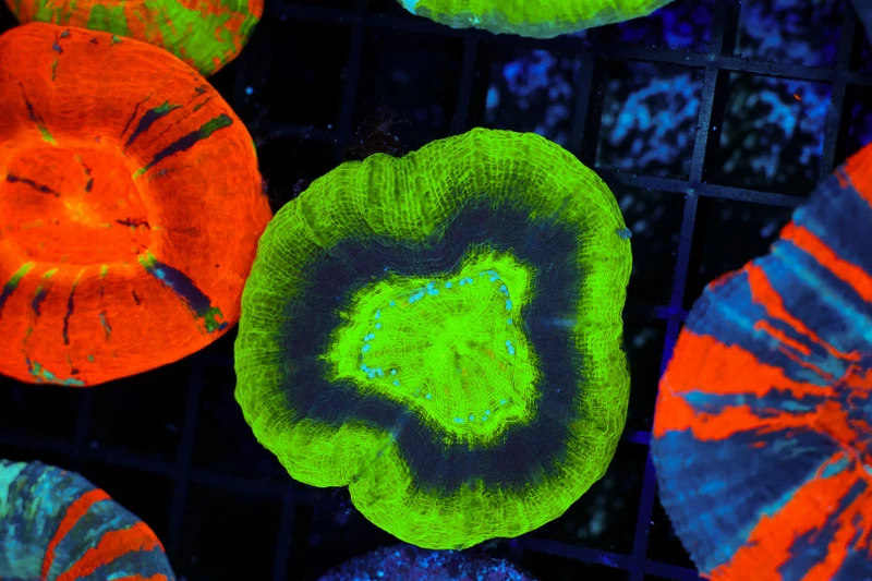 Purple Ring Green Scolymia WYSIWYG - SAQ Coral Farm