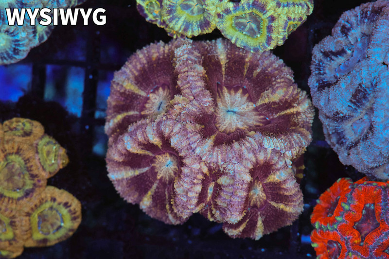 Pink Asian Acan Colony WYSIWYG - SAQ Coral Farm