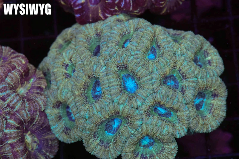 Subzero Asian Acan Colony WYSIWYG - SAQ Coral Farm