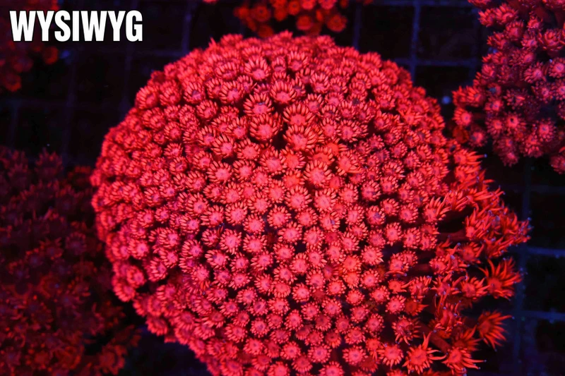 ULTRA Red Goniopora Colony WYSIWYG - SAQ Coral Farm