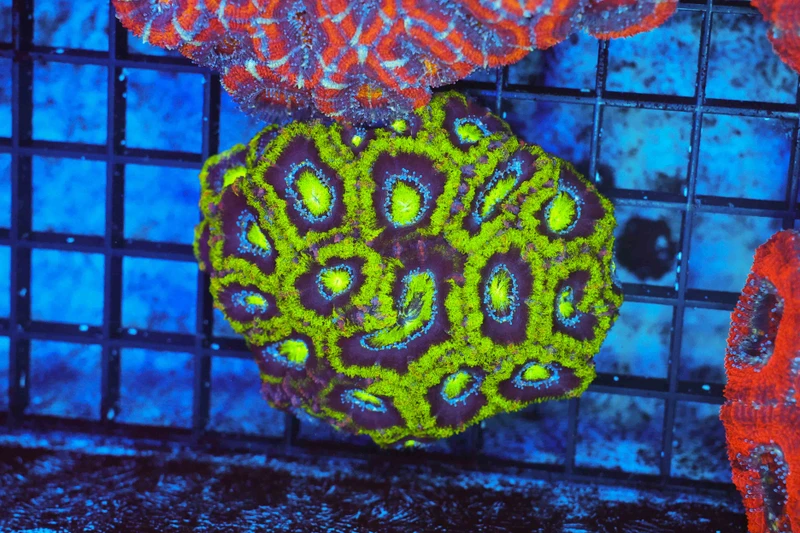 Green Acan Colony WYSIWYG - SAQ Coral Farm