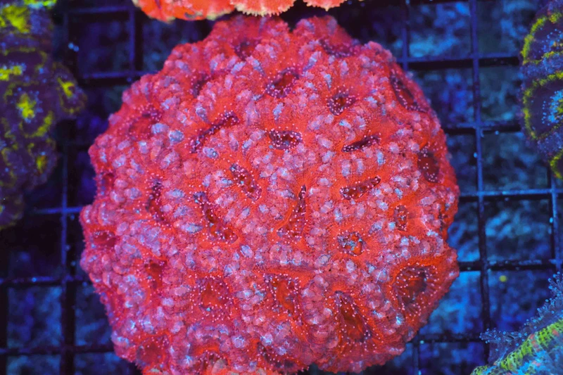 Pink Acan Colony WYSIWYG - SAQ Coral Farm