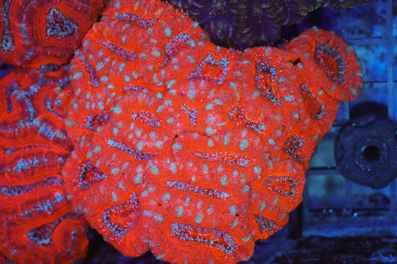 Red Acan Colony WYSIWYG - SAQ Coral Farm