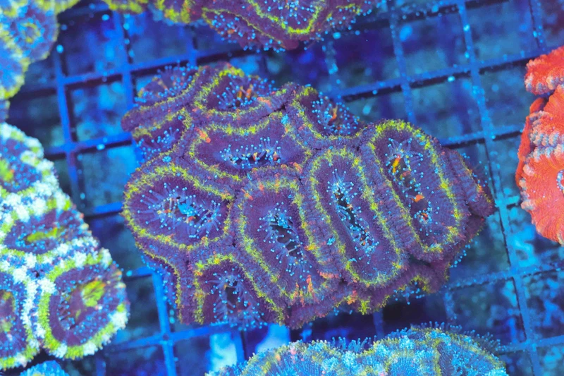 Purple Acan Colony WYSIWYG - SAQ Coral Farm