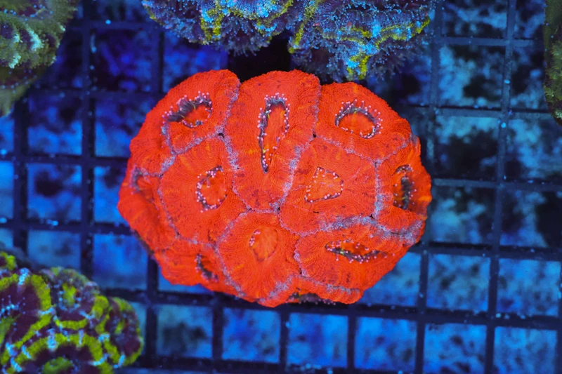 Red Acan Colony WYSIWYG - SAQ Coral Farm