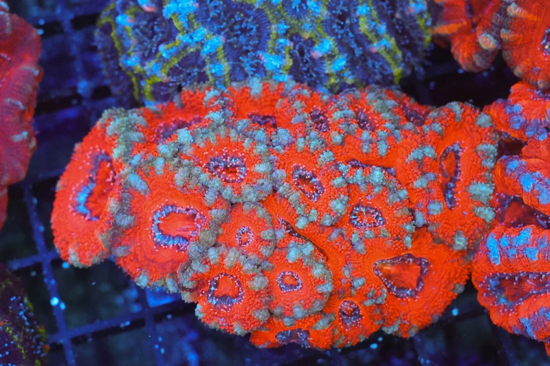 Red Acan Colony WYSIWYG - SAQ Coral Farm