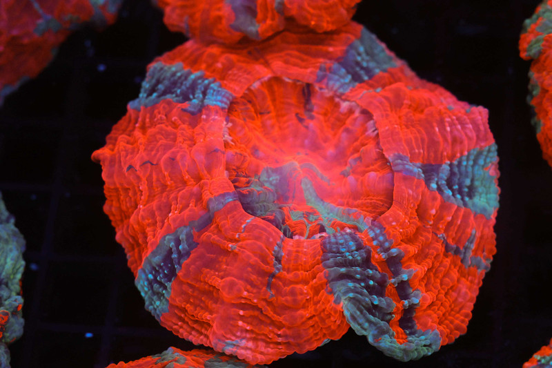 Bright Red Striped Acanthophyllia WYSIWYG - SAQ Coral Farm