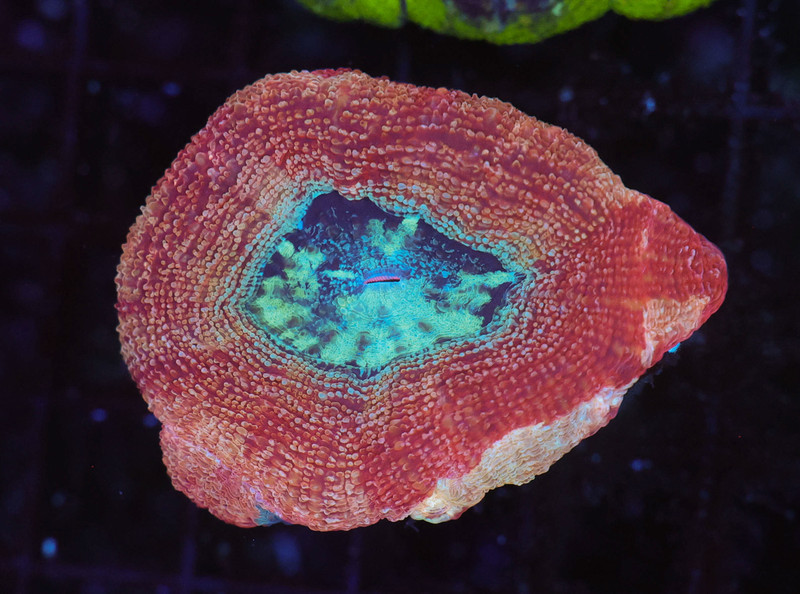 Peach Bowerbanki WYSIWYG - SAQ Coral Farm