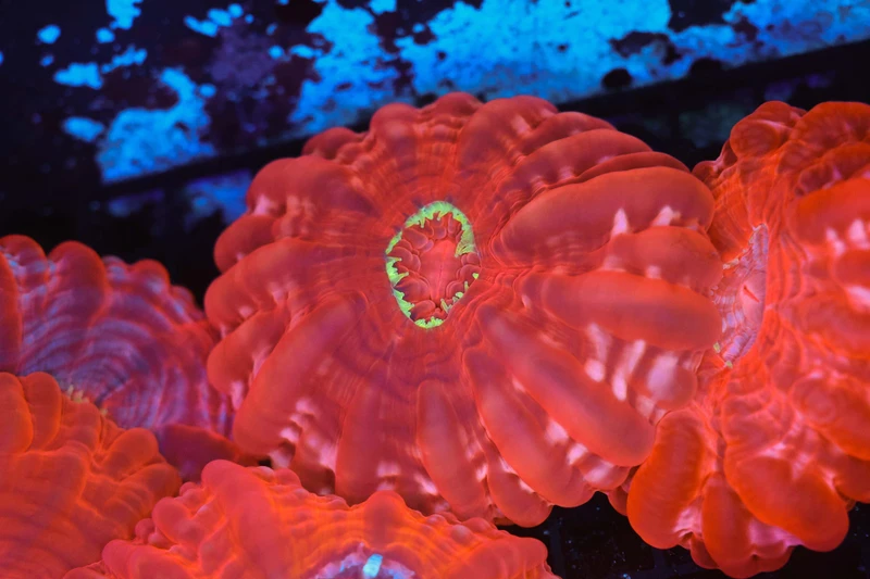 Green Mouth Red Cynarina WYSIWYG - SAQ Coral Farm